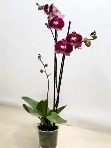 Orquídea Morada Osc Basic