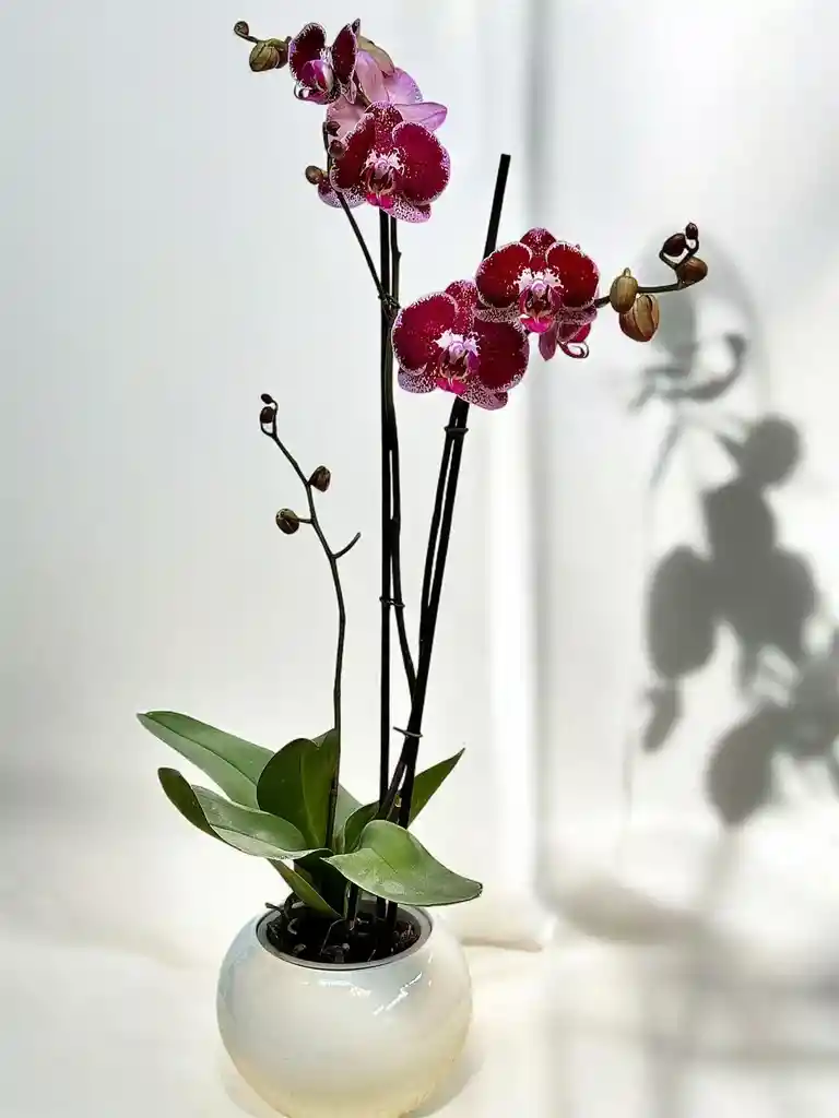 Orquídea Morada Osc - Incluye Matera