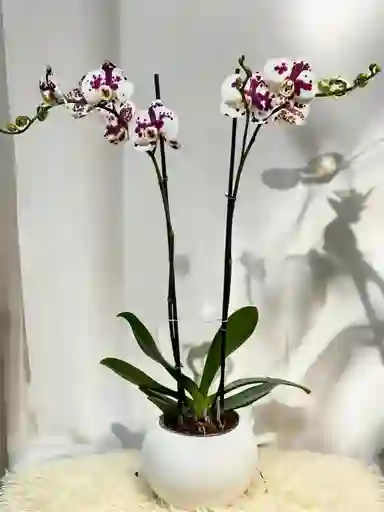 Orquídea Dálmata - Incluye Matera