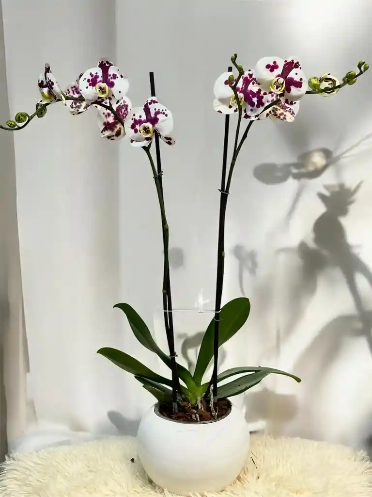 Orquídea Dálmata - Incluye Matera