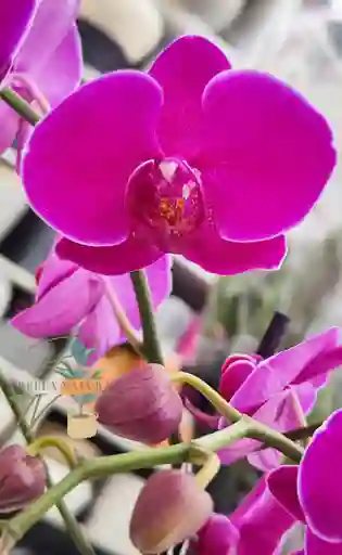 Orquidea Morada