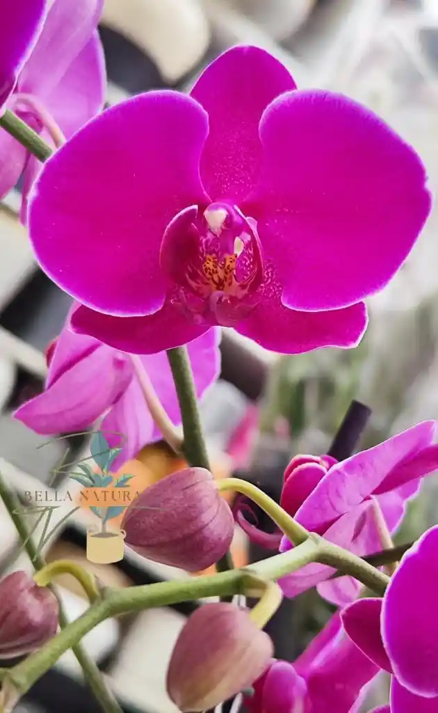 Orquidea Morada