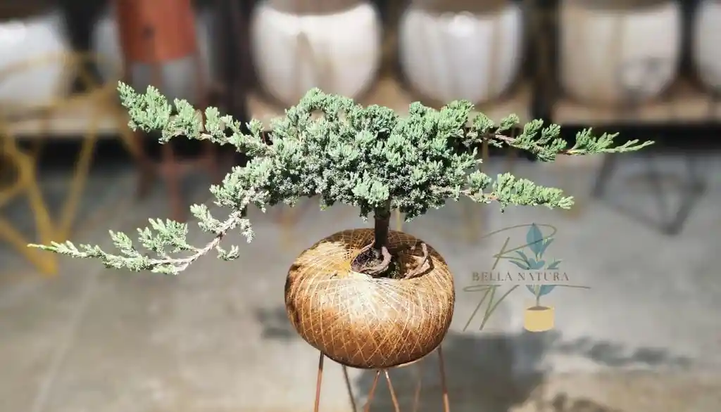 Kokedama Pino