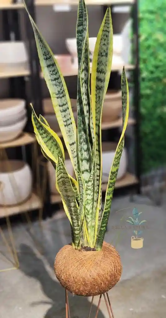 Kokedama Lengua De Suegra