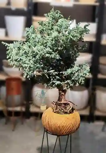 Kokedama Pino Azul