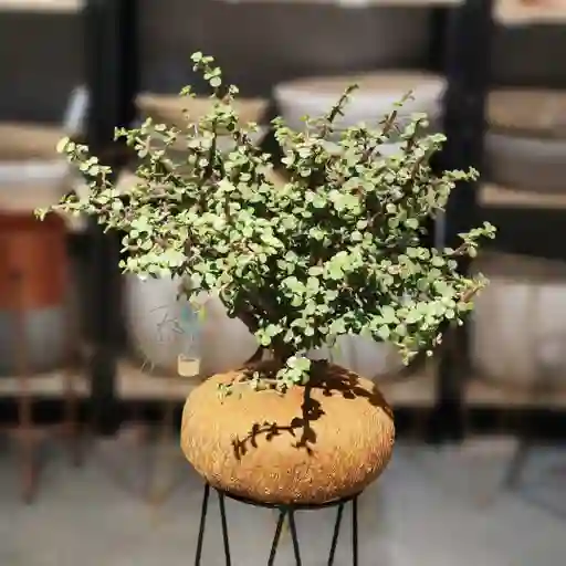 Kokedama Jade Hembra