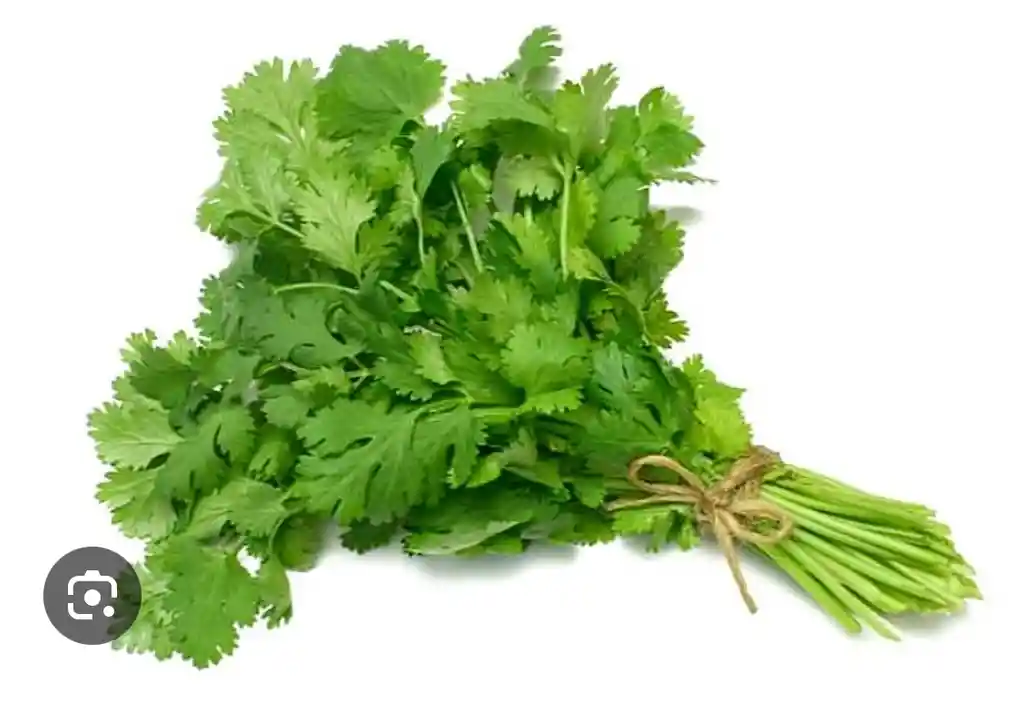 Cilantro