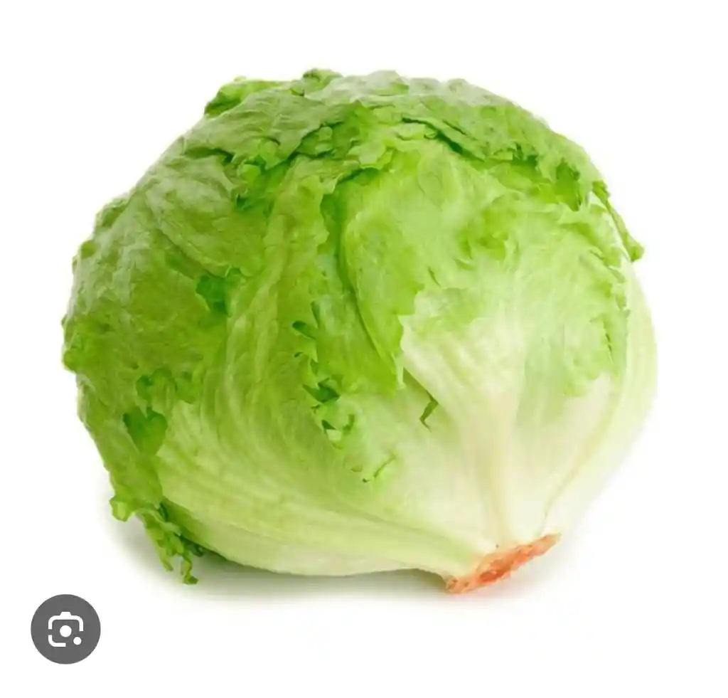 Lechuga Batavia
