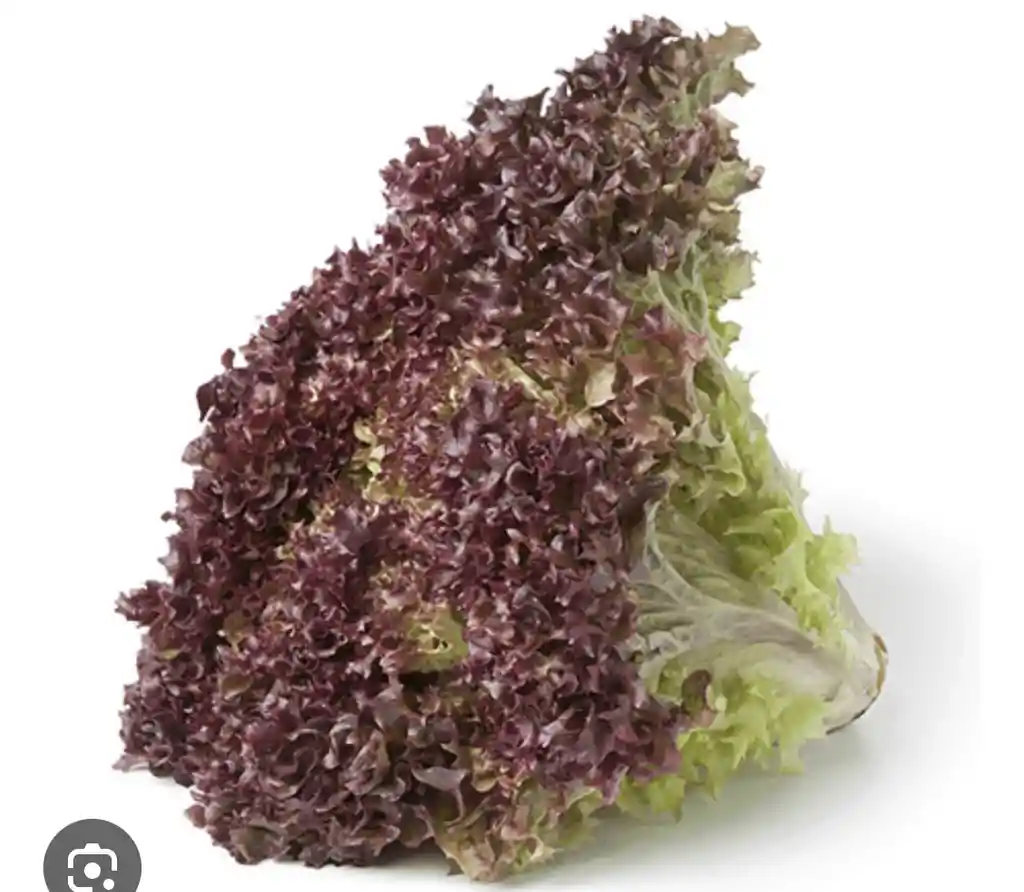 Lechuga Rizada Morada