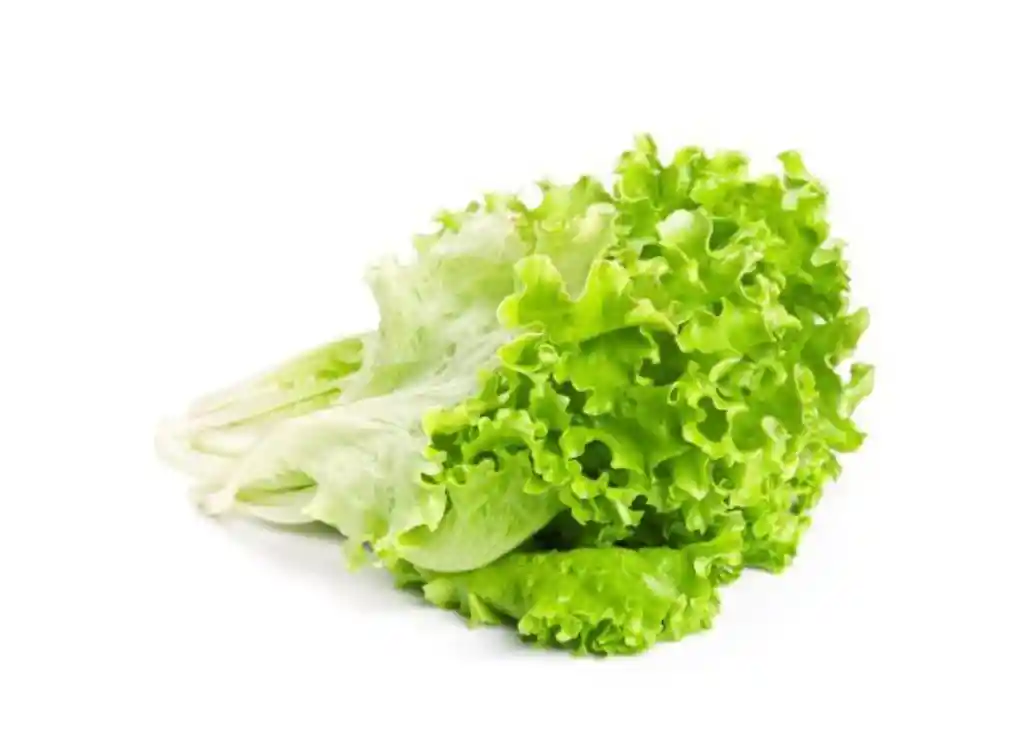 Lechuga Rizada Verde