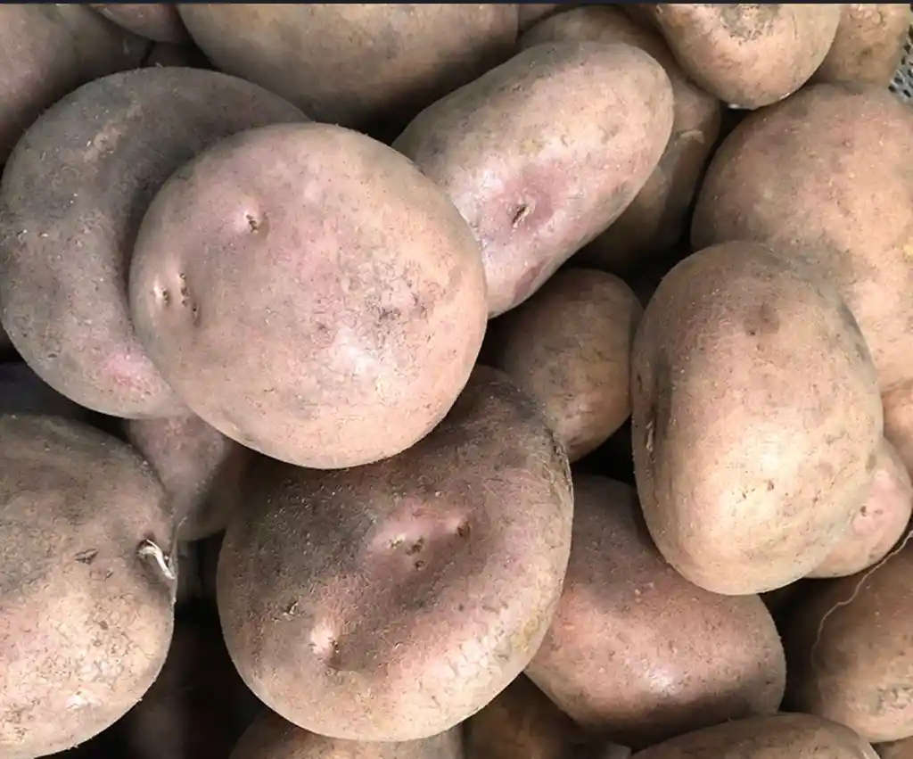 Papa Pastusa