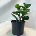 Planta Peperomia Obtusifolia Pote 10