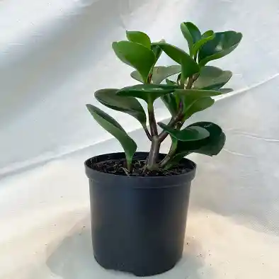Planta Peperomia Obtusifolia Pote 10