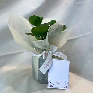 Planta Peperomia Obtusifolia Pote 10