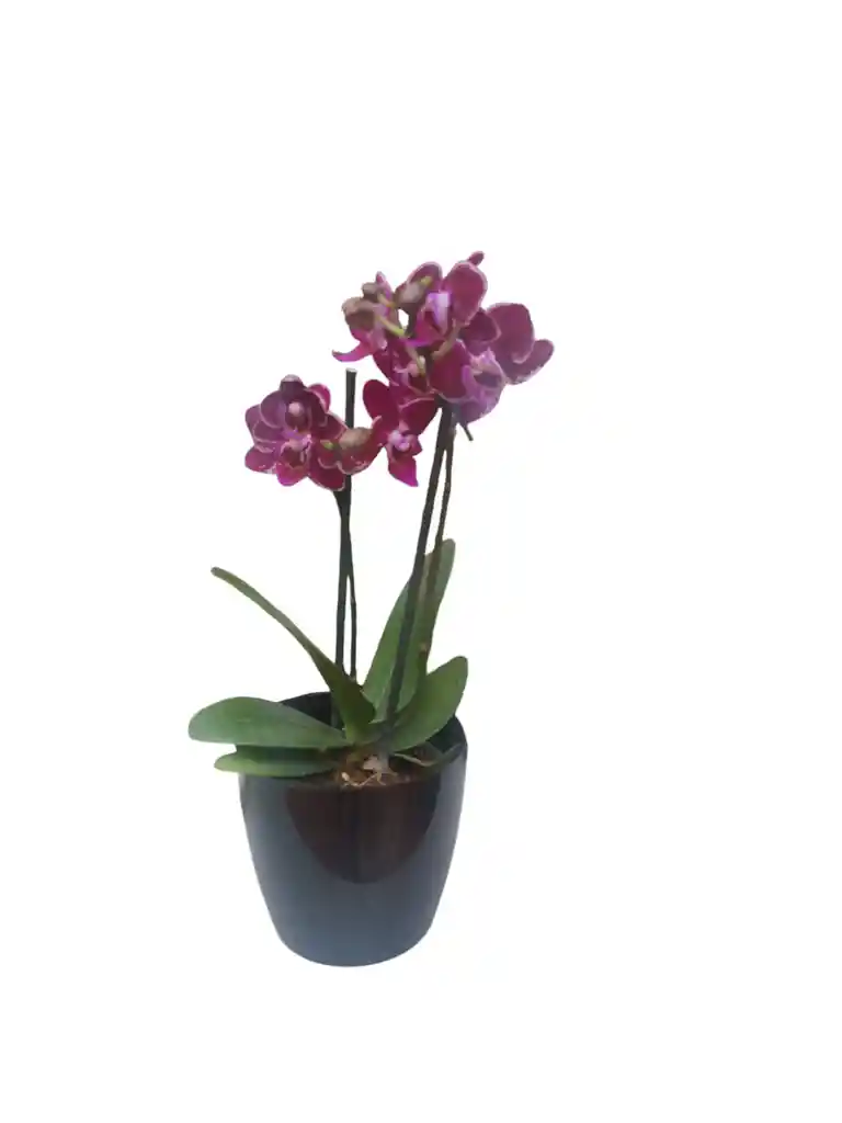 Orquídea Mini Morada Con Portaorquídea Plástico