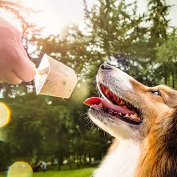 Helado Para Perro - Dogueta De Cordero Y Habichuela