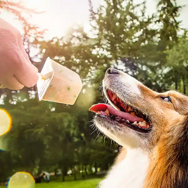 Helado Para Perro - Dogueta De Cordero Y Habichuela