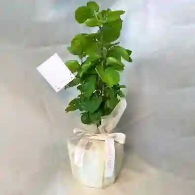 Planta Millonaria