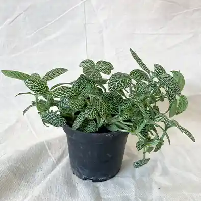 Planta Fittonia Verde Pote 10