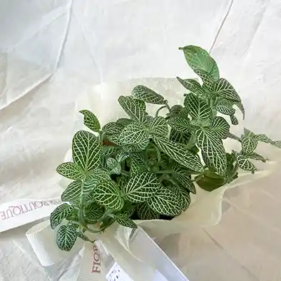 Planta Fittonia Verde Pote 10