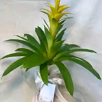 Planta Bromelia Amarilla