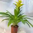 Planta Bromelia Amarilla