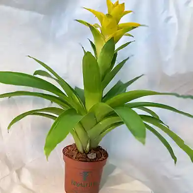 Planta Bromelia Amarilla