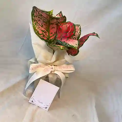 Planta Aglaonema Valentina