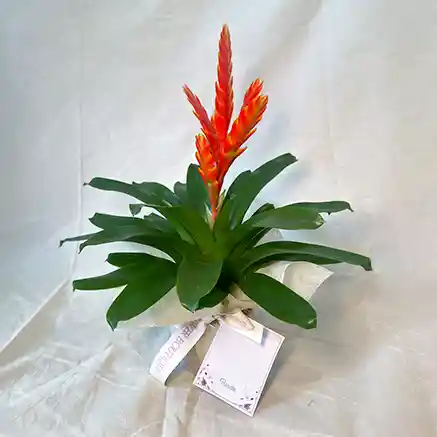 Planra Bromelia Naranja