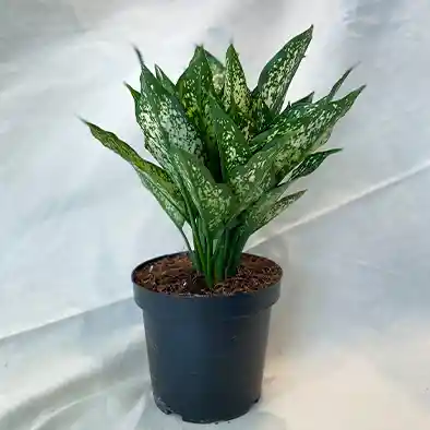 Planta Aglaonema Osaka