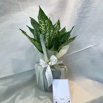 Planta Aglaonema Osaka