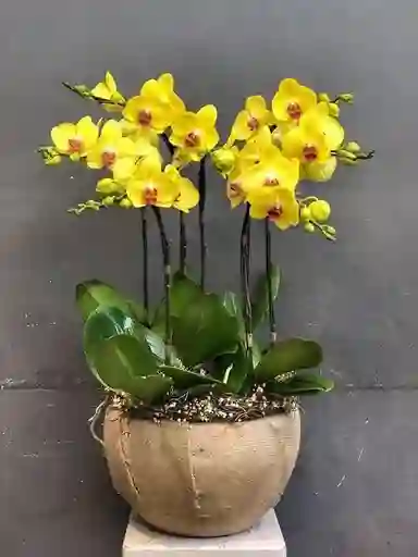 Orquideas