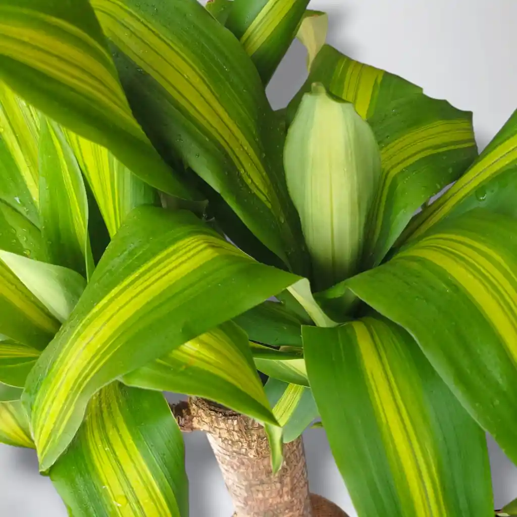 Kokedama Tronco De La Felicidad