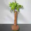 Kokedama Tronco De La Felicidad