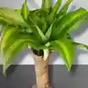 Kokedama Tronco De La Felicidad