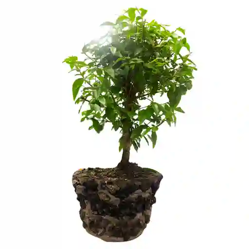 Bonsai Guayacan 40cm + Sustrato Abono