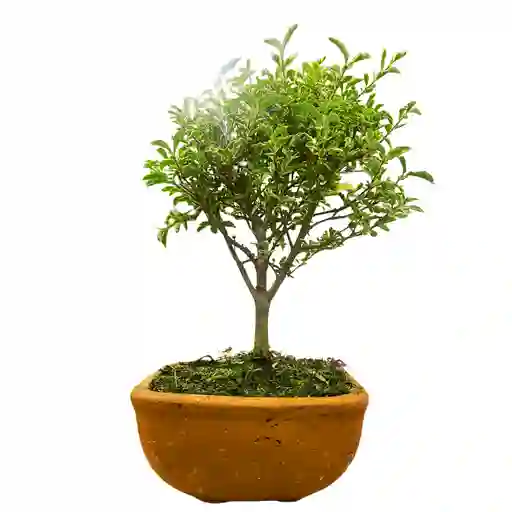 Bonsai Holly Tree 30cm + Kit Cuidado