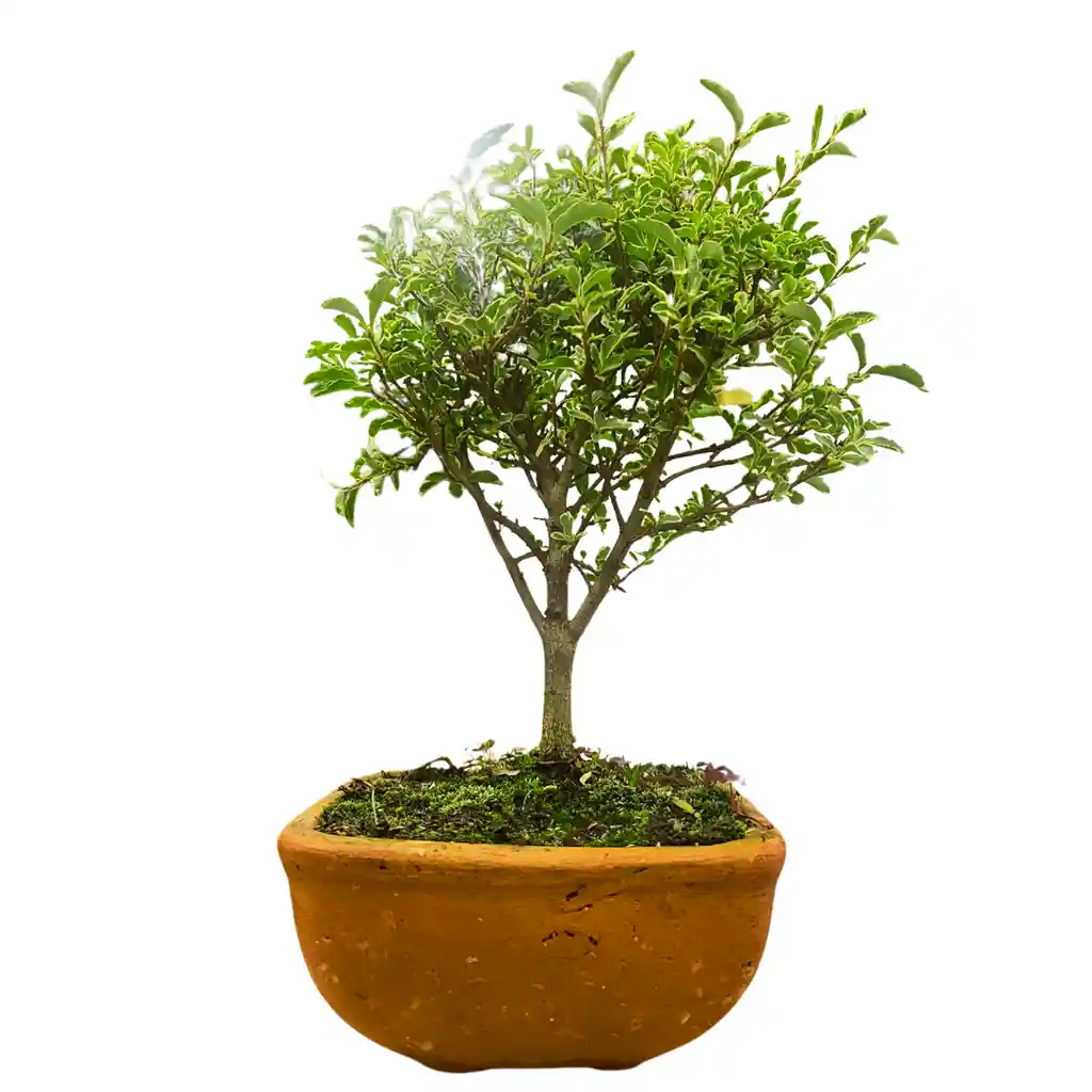 Bonsai Holly Tree 30cm + Kit Cuidado