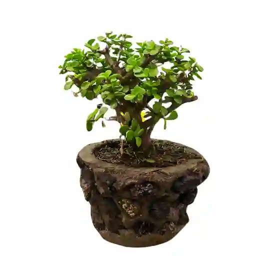 Bonsai Jade 30cm + Sustrato Abono