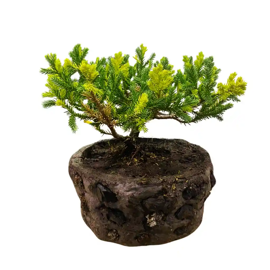 Bonsai Yema De Huevo 20cm + Kit Cuidado