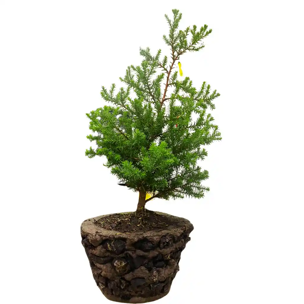 Bonsai Pino Estrella 40cm + Kit Cuidado