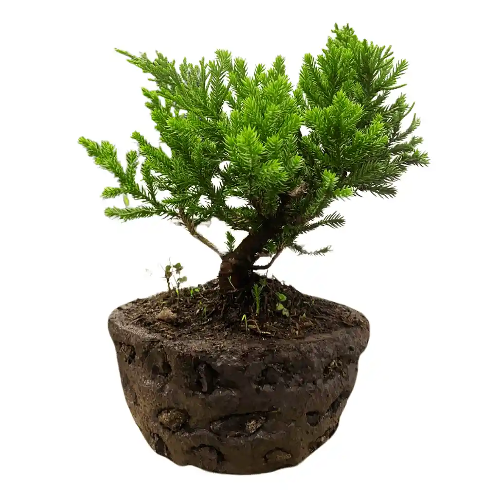 Bonsai Pino Rastrero 30cm + Kit Cuidado