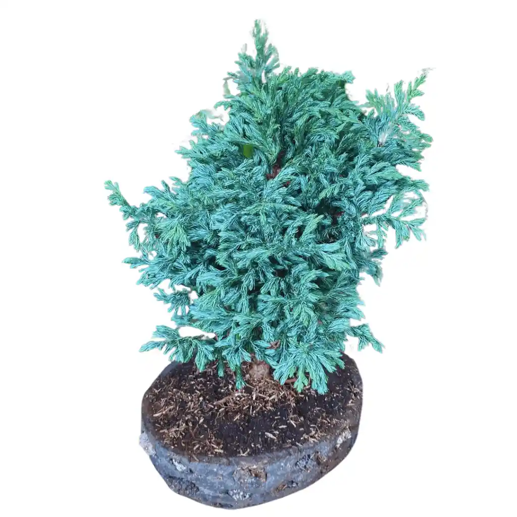 Bonsai Pino Azul 60 Cm Con Kit De Cuidado