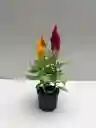 Celosia Plumosa