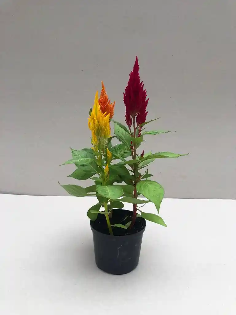 Celosia Plumosa