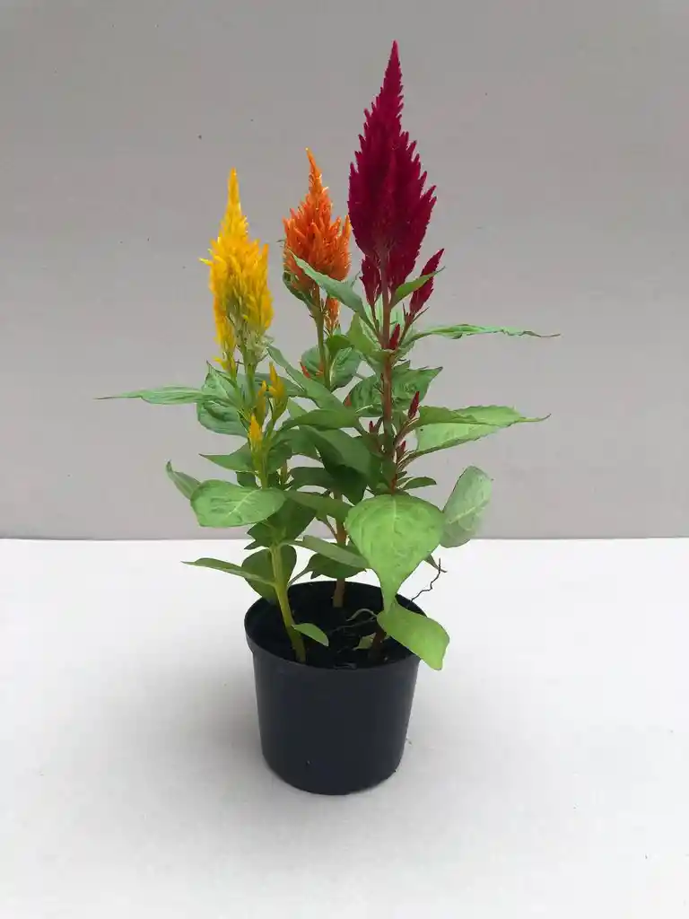 Celosia Plumosa