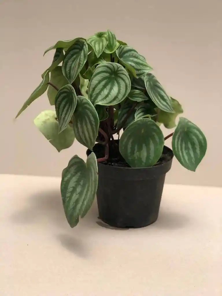 Peperomia