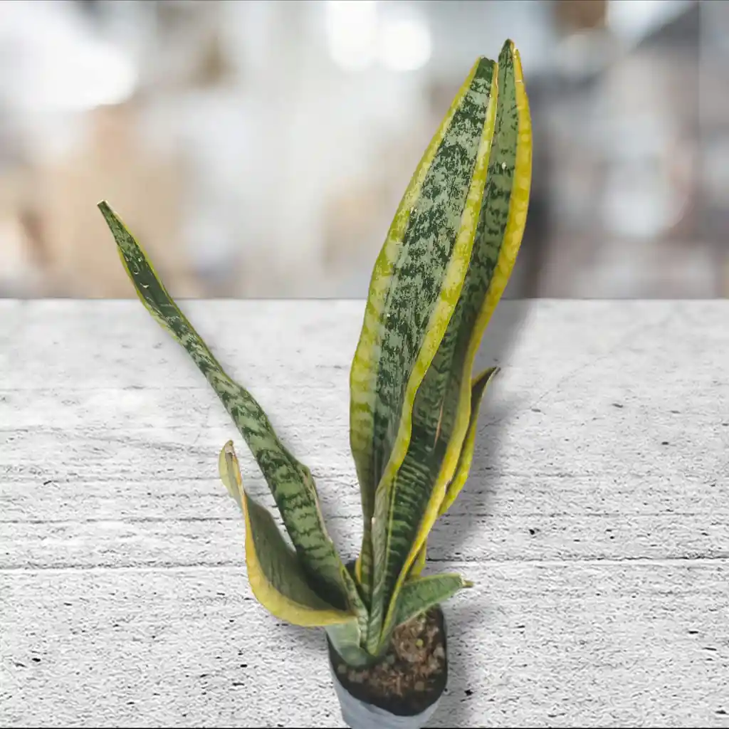 Planta Lengua De Suegra Grande