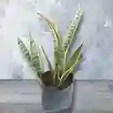 Planta Lengua De Suegra Pequeña