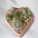 Terrario De Cactus Y Suculentas En Matera De Forma De Corazón